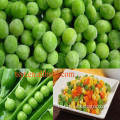 one of the biggest producer of healthy frozen vegetable in China iqf green pea,frozen green pea,frozen pea,iqf pea